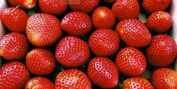 تصویر 2 از قیمت خرید توت فرنگی خشک ژله ای با فروش عمده